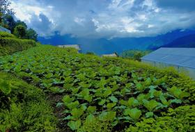 म्याग्दीको टिकोट तरकारी पकेट क्षेत्र